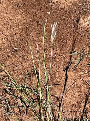 Bothriochloa ischaemum, photograph 2