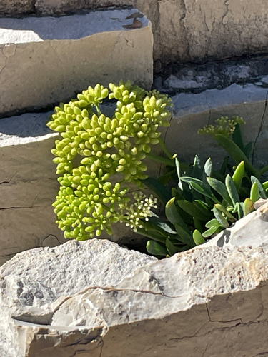 rock samphire