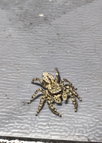 Fencepost jumping spider