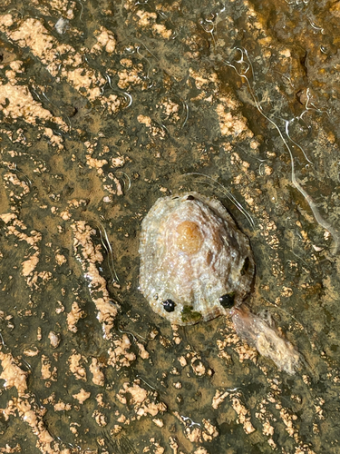 Mediterranean Limpet