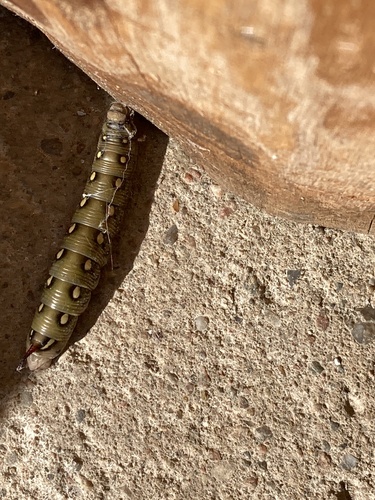 Bedstraw Hawkmoth