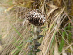 Lasiocephalus ovatus