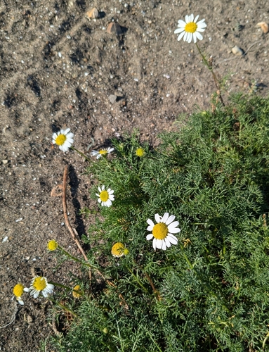Sea Mayweed