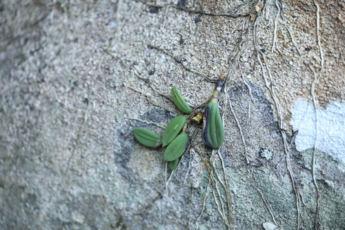 Dendrobium linguiforme, photograph 2