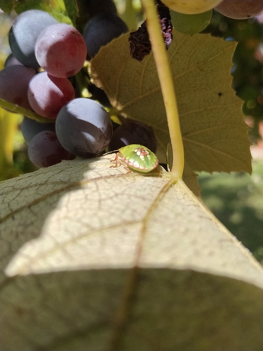 Southern Green Stink Bug