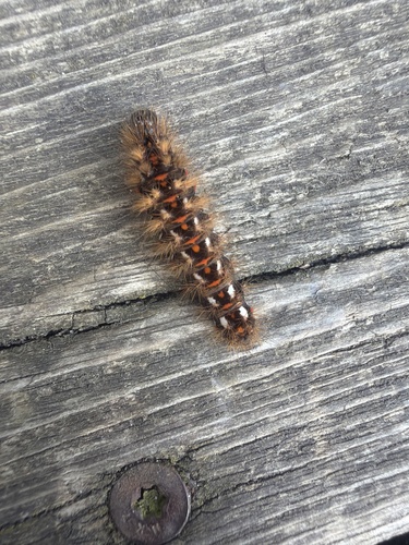 Knot Grass Moth