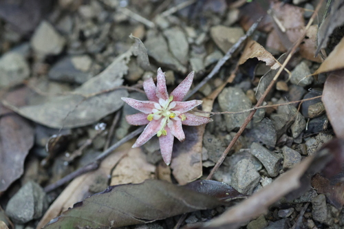 Illigera luzonensis observed 2026-09-26