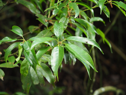 Quercus morii, photograph 5