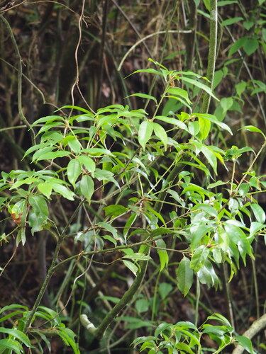 Quercus morii, photograph 6