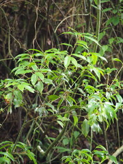Quercus morii, photograph author not stated, no rights reserved