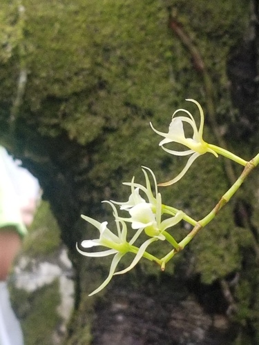 Oeoniella polystachys image