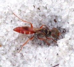 Miscophini