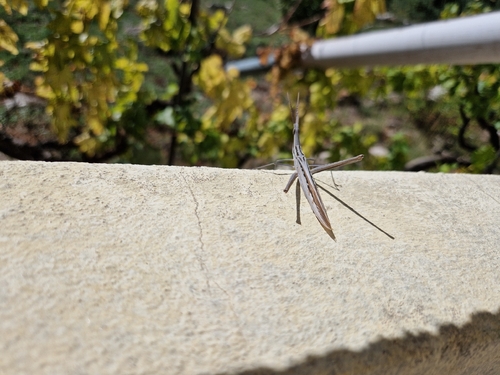Mediterranean Slant-faced Grasshopper