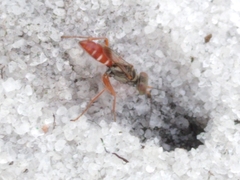 Miscophini