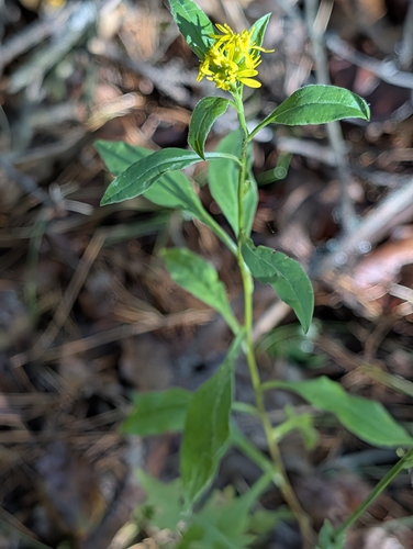 European goldenrod