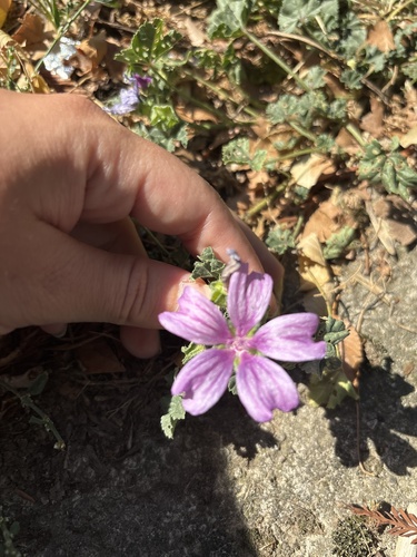 Common Mallow