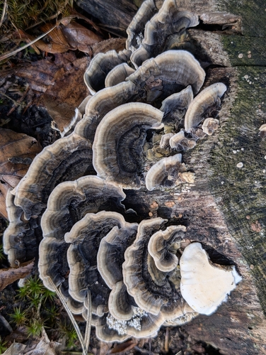 turkey-tail