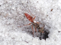 Miscophini