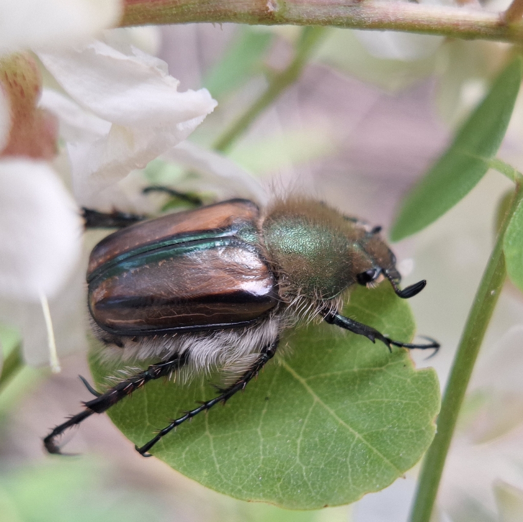 Mint Humbug Bumblingbee Beetle