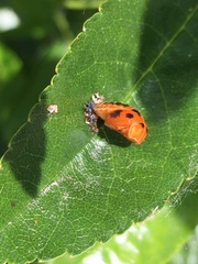 Harmonia axyridis