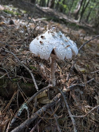 Parasol