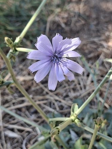 chicory