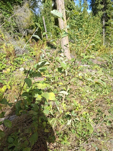 Salix caprea, photograph 1