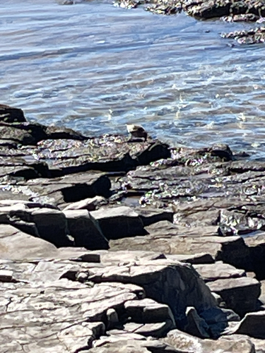 Dunlin