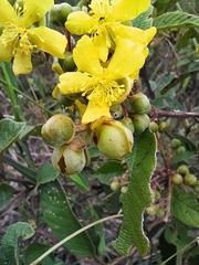 Davilla elliptica