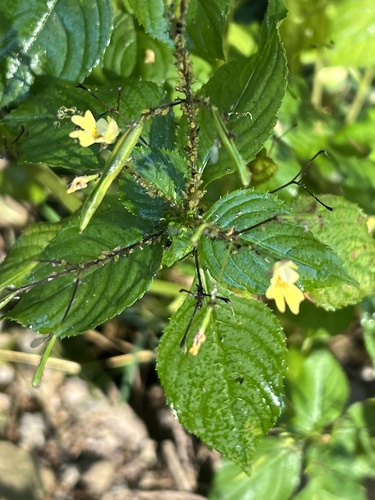 small balsam