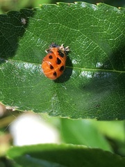 Harmonia axyridis