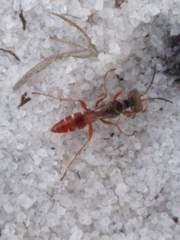 Miscophini