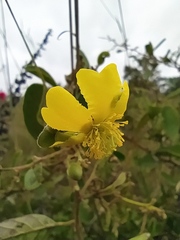 Davilla elliptica