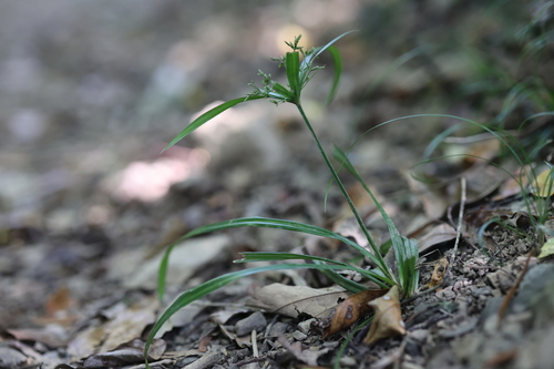 Cyperus diffusus observed 2026-09-26