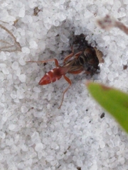Miscophini