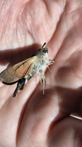 Eurasian Hummingbird Hawkmoth