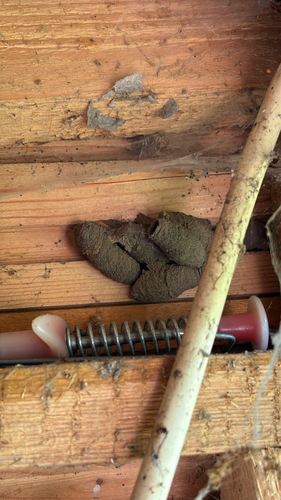 Asian Mud-dauber Wasp