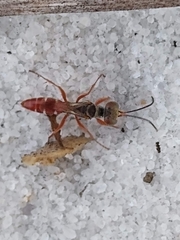 Miscophini