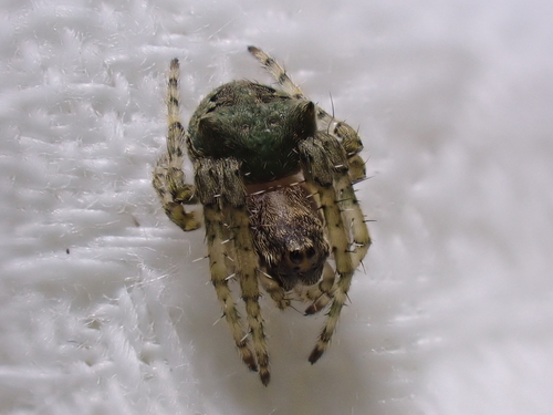 Humped orbweb spider