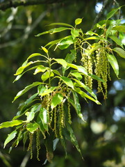 Quercus morii, photograph author not stated, no rights reserved