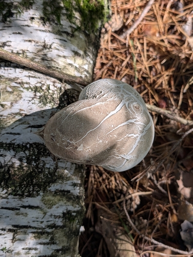 birch polypore