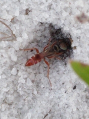 Miscophini