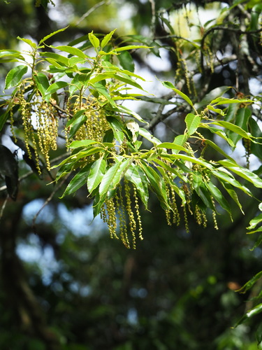 Quercus morii