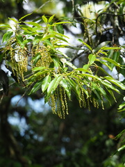 Quercus morii