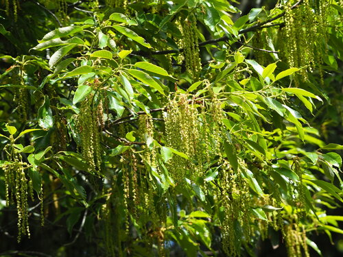 Quercus morii, photograph 3