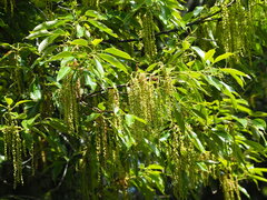 Quercus morii, photograph author not stated, no rights reserved