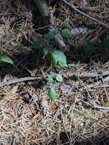 Hairy Hemp-nettle