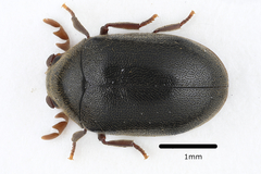 Dorcatoma dresdensis