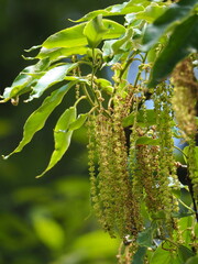 Quercus morii, photograph author not stated, no rights reserved