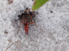Miscophini